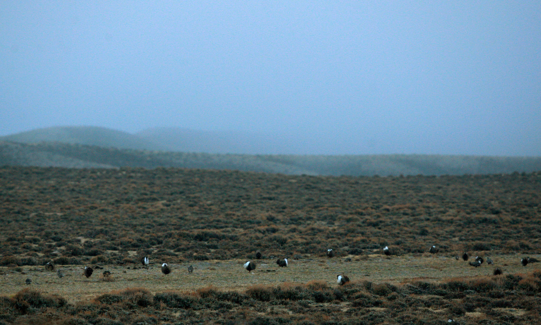 Sage Grouse